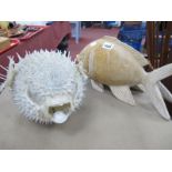 Puffer Fish, 38cm long, 23cm wide, 18cm high, carved wooden fish. (2)