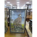Taxidermy - Partridge, in naturalistic setting, glazed and framed 51cm high, 33.5cm wide.