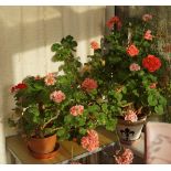 6 LARGE GERANIUM PLANTS