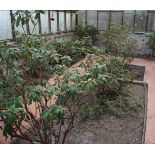 8 LARGE TENDER RHODODENDRUM PLANTS