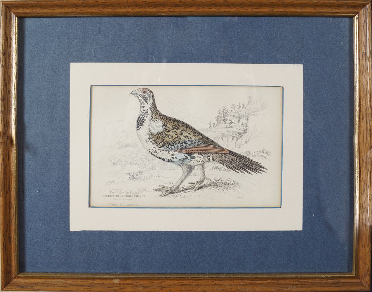 SET OF 4 19TH-CENTURY ORNITHOLOGICAL PRINTS