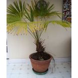 LARGE POTTED PALM TREE