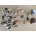 LARGE COLLECTION OF SEASHELLS