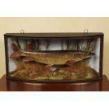 TAXIDERMY: CASED PIKE