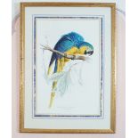 PAIR OF ORNITHOLOGICAL PRINTS