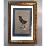 PAIR OF ORNITHOLOGICAL COLOURED ENGRAVINGS