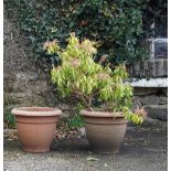 PAIR OF LARGE TERRACOTTA PLANTERS