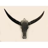 TAXIDERMY: SKULL OF A WATER BUFFALO