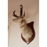 TAXIDERMY: MOUNTED STAG'S HEAD