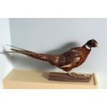 TAXIDERMY: MOUNTED PHEASANT