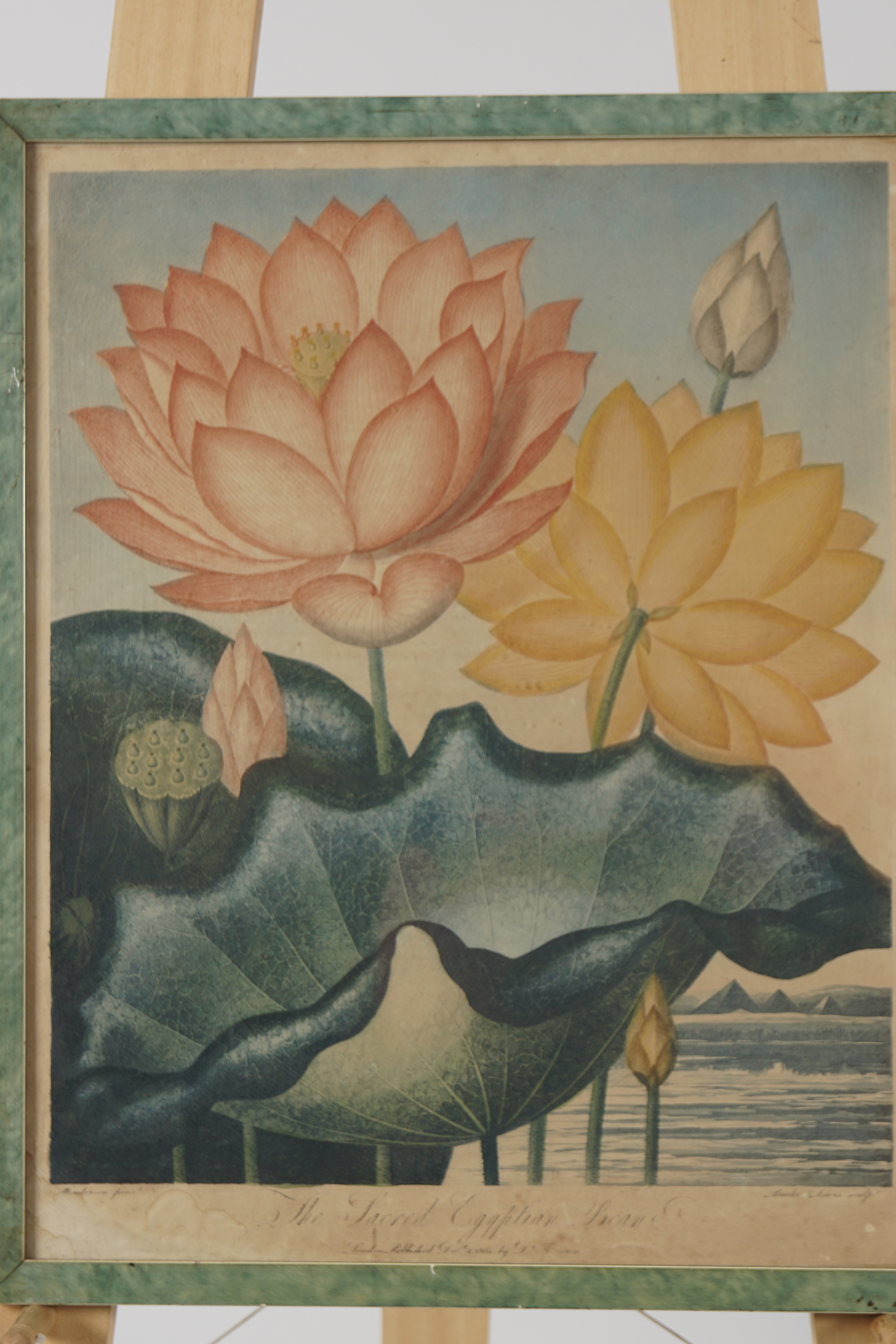 TWO LATE 18TH-CENTURY BOTANICAL PRINTS - Image 2 of 7