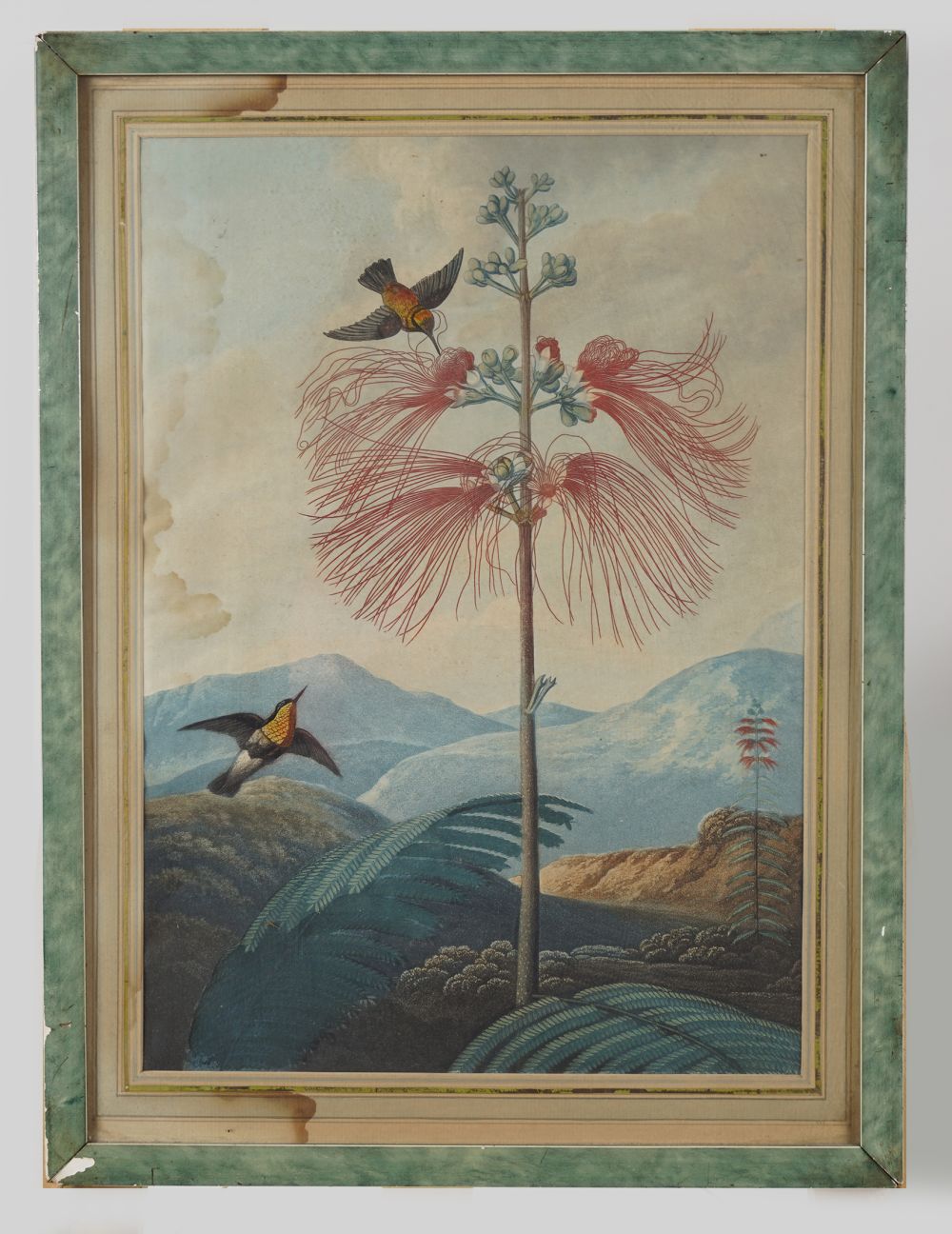 TWO LATE 18TH-CENTURY BOTANICAL PRINTS - Image 5 of 7