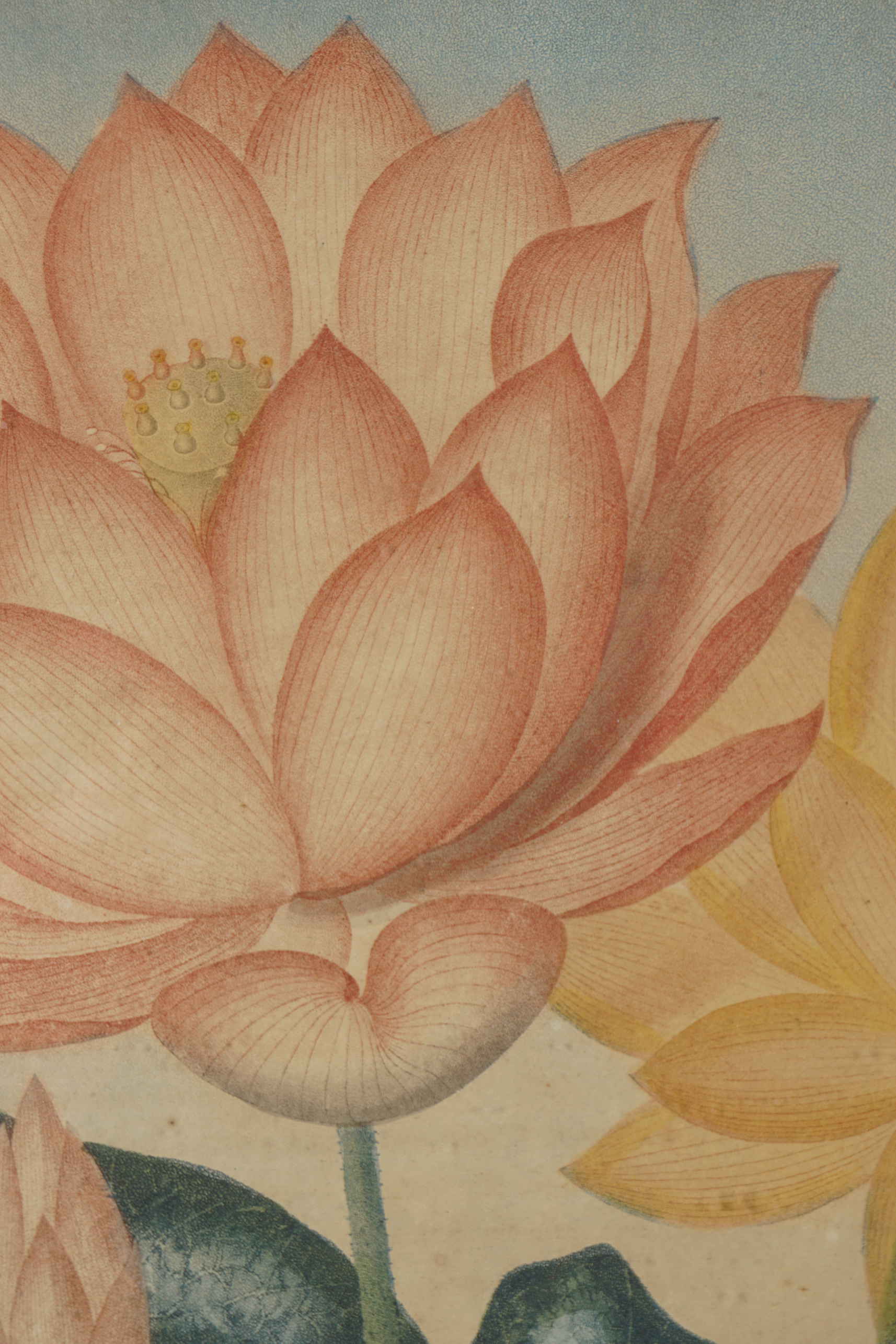 TWO LATE 18TH-CENTURY BOTANICAL PRINTS - Image 3 of 7