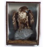 TAXIDERMY; CASED BROWN EAGLE