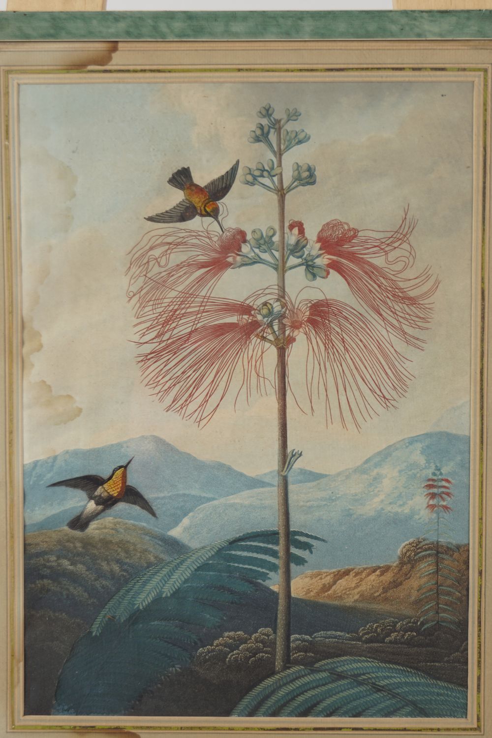 TWO LATE 18TH-CENTURY BOTANICAL PRINTS - Image 6 of 7