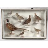 TAXIDERMY: CASED COLLAGE OF SPORTING BIRDS
