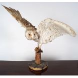 TAXIDERMY: OWL