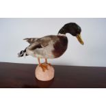 TAXIDERMY: DUCK