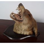 TAXIDERMY: FOX HEAD