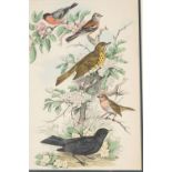 SET OF 3 ORNITHOLOGICAL LITHOGRAPHS