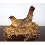 TAXIDERMY: HEN