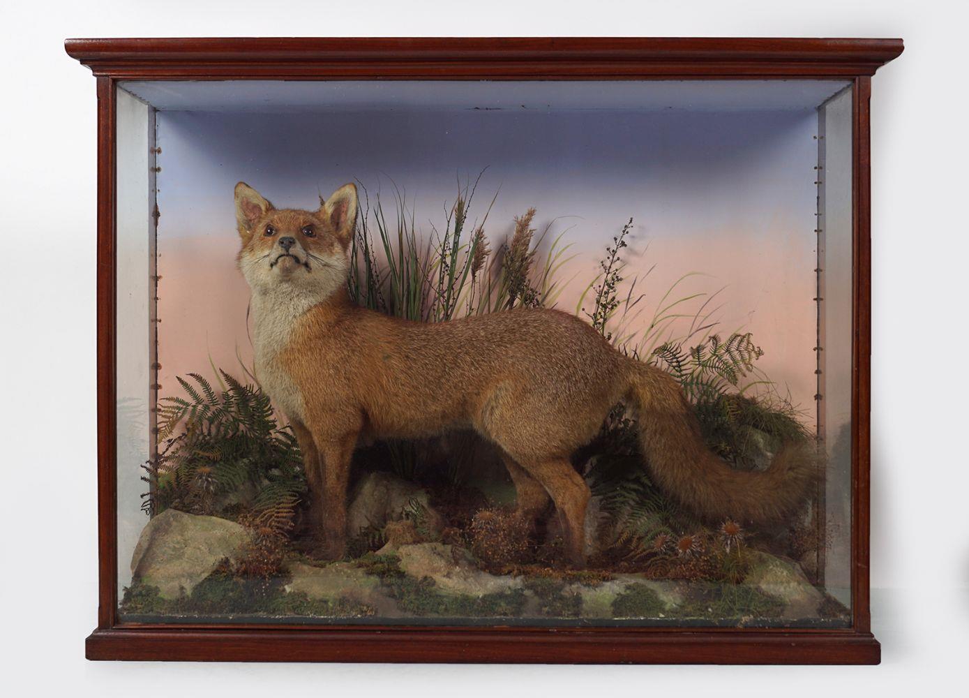 TAXIDERMY: FOX IN GLASS CASE