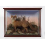 TAXIDERMY: FOX IN GLASS CASE