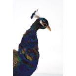 TAXIDERMY: PEACOCK ON A WOODEN STAND
