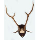 TAXIDERMY: AXIS DEER ANTLERS