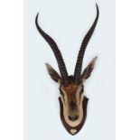 TAXIDERMY: GRANTS GAZELLE HEAD AND ANTLERS