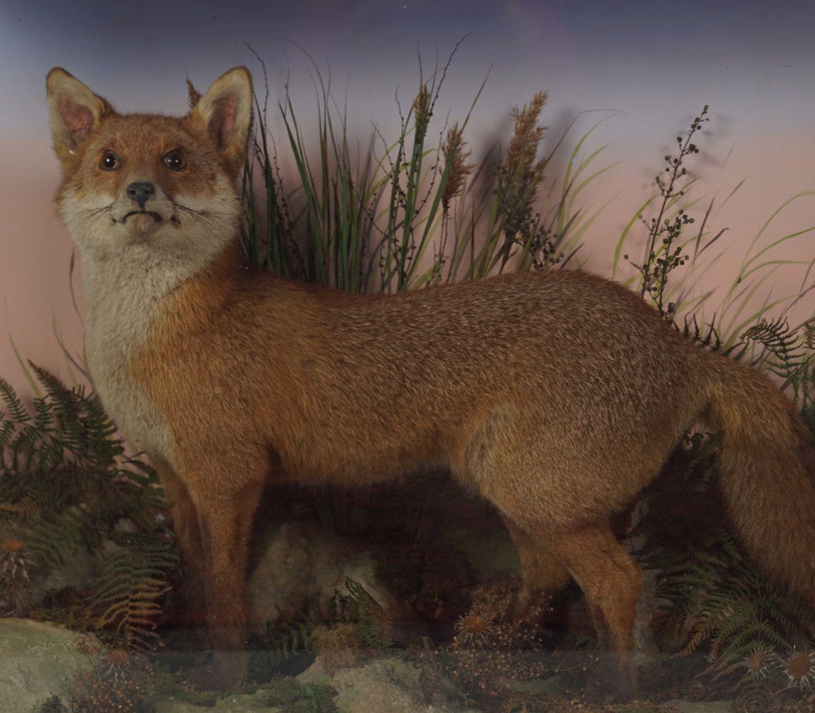 TAXIDERMY: FOX IN GLASS CASE - Image 2 of 2