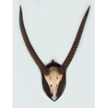 TAXIDERMY: WATERBUCK ANTLERS