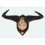 TAXIDERMY: BRINDLED GNU ANTLERS