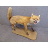 Taxidermy - snarling fox caught at Grimston,