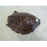 Taxidermy - turtles shell