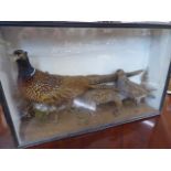 Taxidermy - cased cock pheasant and grey partridges