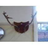 Taxidermy - mounted fallow deer stag antlers