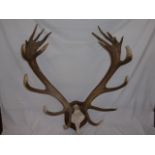 Taxidermy - mounted stag's antlers (20 points)