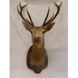 Taxidermy - Red Deer Stag's head on shield mount