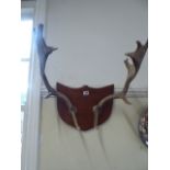 Taxidermy - mounted fallow deer stag antlers