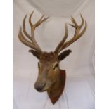 Taxidermy - Red Deer Stag's head on shield mount