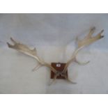 Taxidermy - mounted fallow deer stag antlers