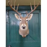 Taxidermy - White Tail Deer Stag's head