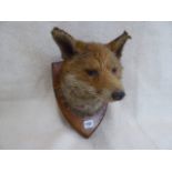 Taxidermy - fox mask LW Bartlett & Son on shield mount