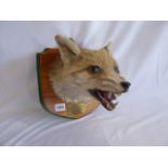 Taxidermy - Fox mask on shield mount - Quorn Hunt,