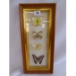 Taxidermy framed butterflies