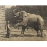 Kerschensteiner, Josef Augsburg 1864 - 1936 Stuttgart, Landschafts- und Tiermaler. "Elefant mit dem
