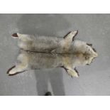 A 19 Century Grey Wolf Pelt Rug