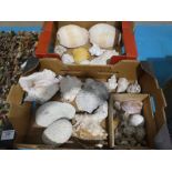 Two boxes of mixed Sea Shells