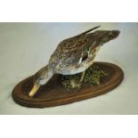 Taxidermy Mallard Hen on oak naturalistic base, 15cm height